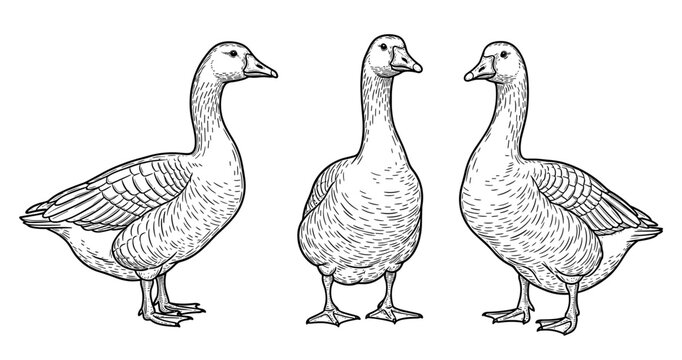 Vintage black and white illustration of three geese standing together