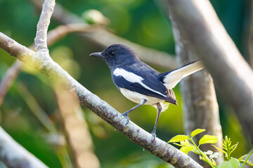blue tit on branch © smirs