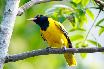 Fototapeta premium Oriolus xanthornus. A species of birds of the oriole family, there are five subspecies. They are widespread in Asia.