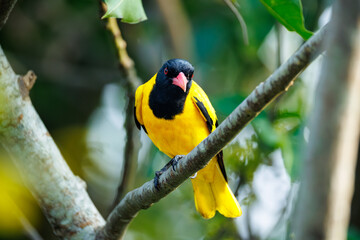 Oriolus xanthornus. A species of birds of the oriole family, there are five subspecies. They are widespread in Asia.