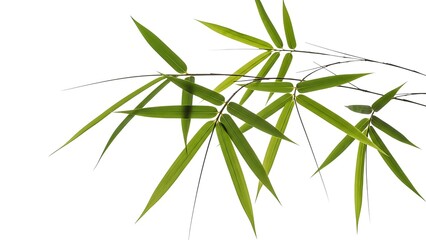 Lush Green Bamboo Leaves on a Pristine White Background, Minimalist Botanical Still Life.