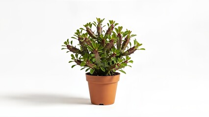 Small Potted Plant with Green Leaves and Brown Stems.