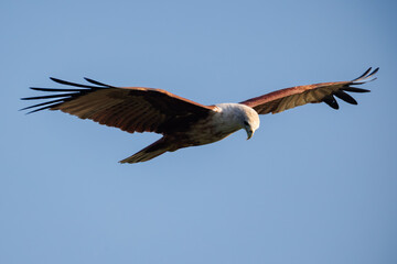 Obraz premium eagle in flight