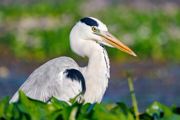 Obraz premium great blue heron