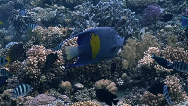 An adult Yellowbar Angelfish (Pomacanthus maculosus) glides past a vibrant Red Sea reef.