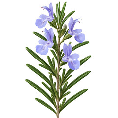 Fresh rosemary branch with purple flowers isolated on transparent background