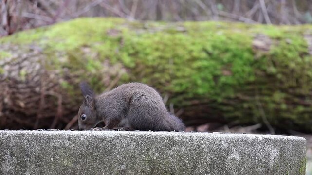 A squirrel in a city park in Sofia, Bulgaria