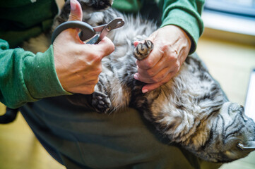 trimming long cats claws