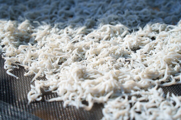 しらすの天日干し風景