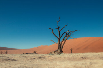 Sossusvlei dead trees standing on the white clay pan, surrounded by towering red sand dunes in the Namib Desert. An iconic landmark and one of Namibia&rsquo;s most famous natural attractions,