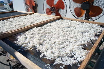 しらすの天日干し風景（湘南しらす）