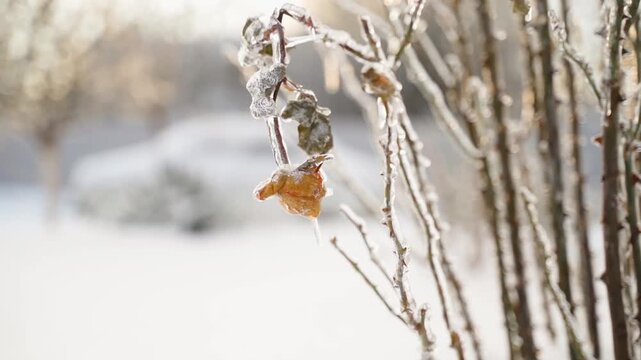 Growing rose covered in ice after freezing rain in winter. Close-up on blurred background