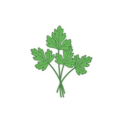 Parsley Bunch Illustration Fresh Herb Leaves Green Culinary Plant Vector