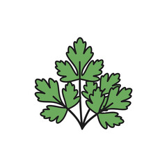 Parsley Herb Cluster Icon with Fresh Leaves, Culinary Herb Illustration and Green Style