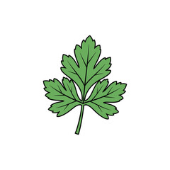 Detailed Parsley Leaf Illustration with Fresh Culinary Herb Design