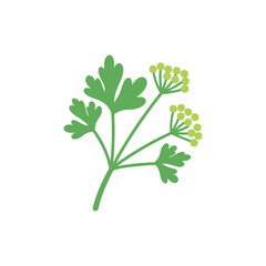 Parsley Sprig with Flower Buds Illustration, Fresh Green Culinary Herb and Organic Style