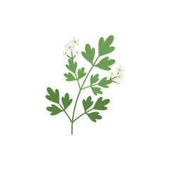 Parsley Sprig with Small Flowers and Fresh Green Leaves for Culinary and Garden Art