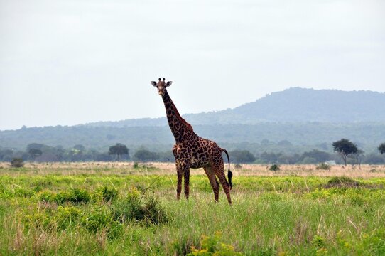 Giraffen im Mikumi -Nationalpark