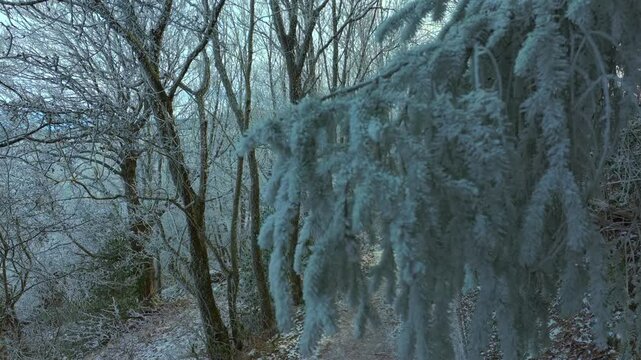 Close view of frozen evergreen branches and leafless trees along a snowy forest trail. Cold winter atmosphere with soft natural daylight and peaceful mood.
