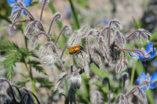 Leaf eater (Clytra quadripunctata) on borage with blue flowers (Borago officinalis)