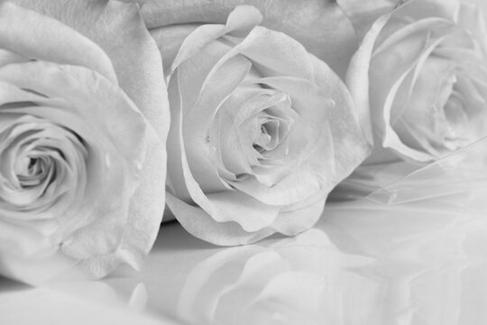 Bright black and white photo of roses in high key. Delicate outlines and soft gray gradations create an ethereal image.