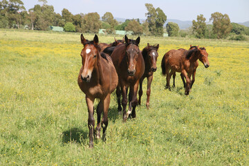 Obraz premium Maremmano Pferde in der Maremma Landschaft, Toskana, Italien, Europa