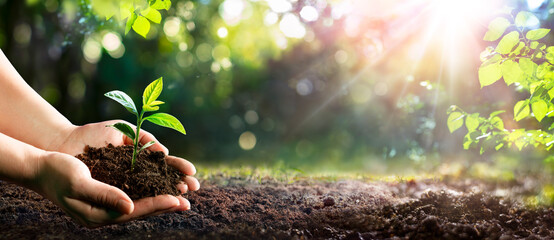 Young Plant - Hands Holding Small Tree On Soil - Green Garden - Earth Day And Ecology Concept