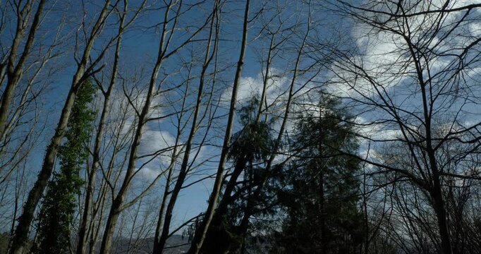 A view looking upwards at leafless tree branches swaying gently in the breeze against a backdrop of a bright blue sky dotted with white clouds.