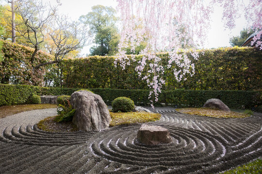 Japanese zen garden with cherry blossoms in Kyoto, Japan
