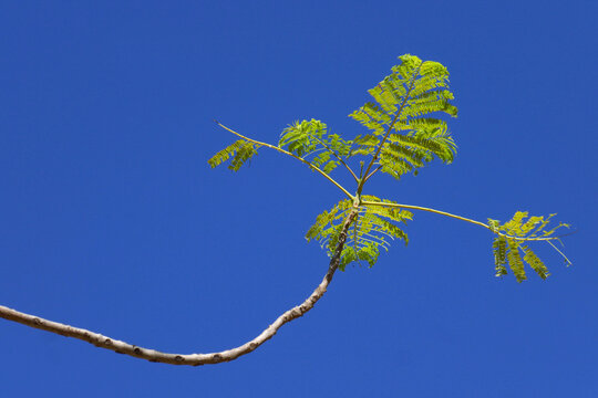 Jacaranda Baum