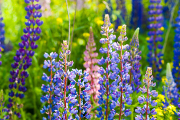 summer background, photo meadow purple and pink flowers close-up on green grass background
