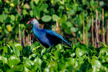 Naklejka premium blue bird on the grass
