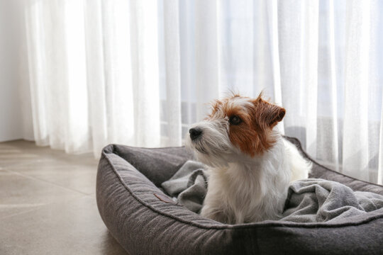 Wire haired Jack Russell Terrier puppy in the dog bed. Close up, copy space, background.