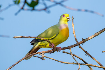 blue tit on branch © smirs