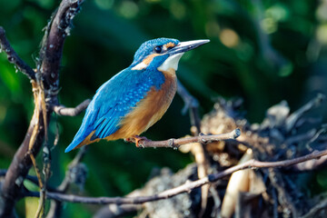 kingfisher on the branch
