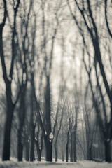 Obraz premium foggy mystical winter city park.