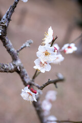 blooming cherry tree