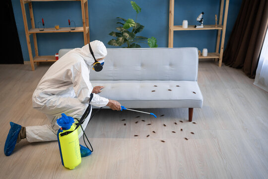 Exterminator from pest control service using spray and insecticide disinfecting at home, targeting insect cockroaches with effective treatment.