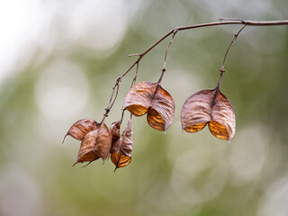 ミツバウツギの枯れ実