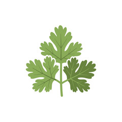 Coriander Leaves Compact Botanical Flat Vector Icon