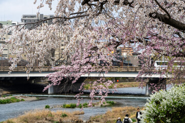 Obraz premium 京都の川沿いに咲く桜と市街地の風景
