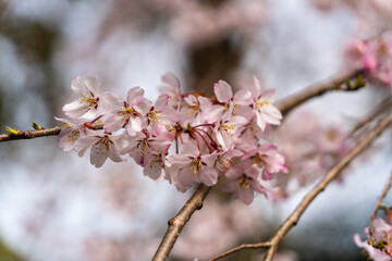 Fototapeta premium 京都のしだれ桜のクローズアップ