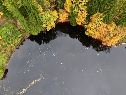 panoramic view of tranquil forest waters, secluded autumn woodland with shimmering reflective pond
