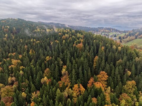 autumn foggy hillside, serene forest hillscape scene, quiet rolling hills with cloudy skies and trees