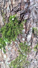 Close up of moss on tree bark