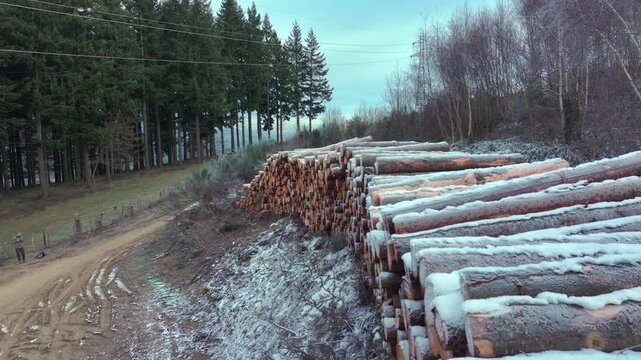 Perspective view of long rows of stacked timber logs in winter forest landscape. Industrial forestry and wood harvesting in cold season.