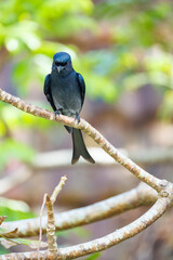 lilac breasted roller