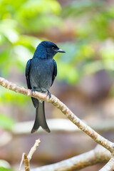 lilac breasted roller on a branch