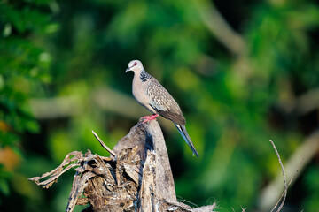 black winged blackbird