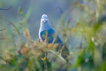 blue tit on a branch © smirs